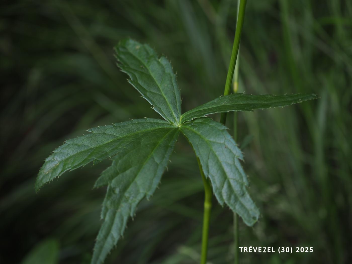 Astrantia leaf